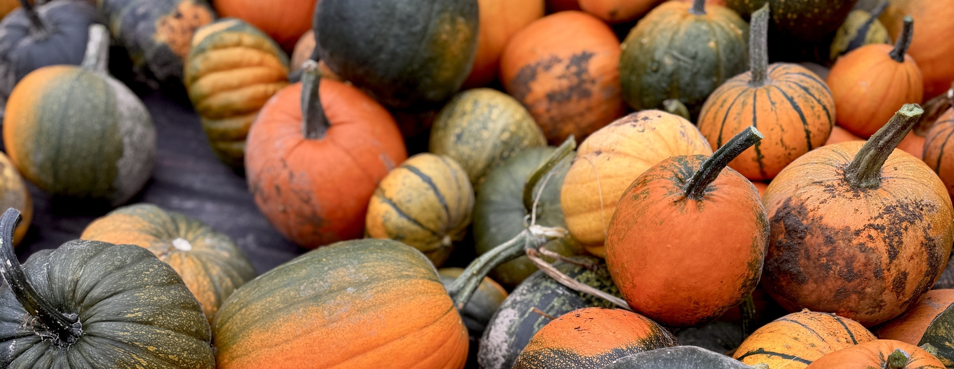 Fall Party & Annual Meeting